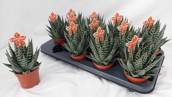 <h4>ALOE TIKI TAHI</h4>