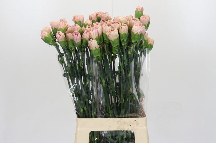 <h4>Dianthus St Creola</h4>