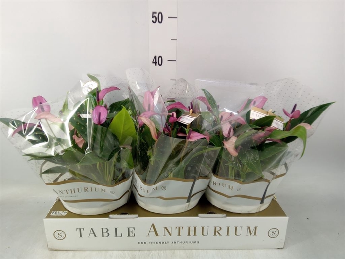 <h4>Anthurium  'Zizou'</h4>