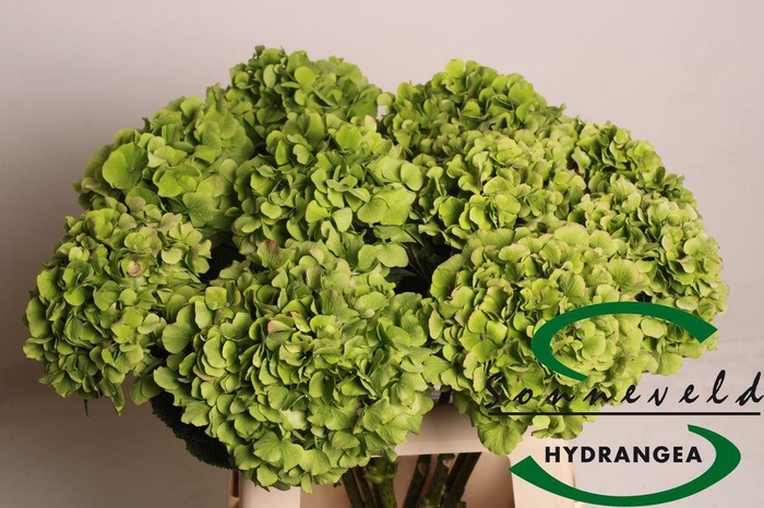 <h4>Hydrangea verena classic</h4>