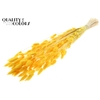 Lagurus Premium per bunch Intense Yellow