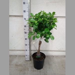 Ficus microcarpa 'Moclame'