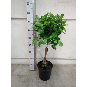 Ficus microcarpa 'Moclame'