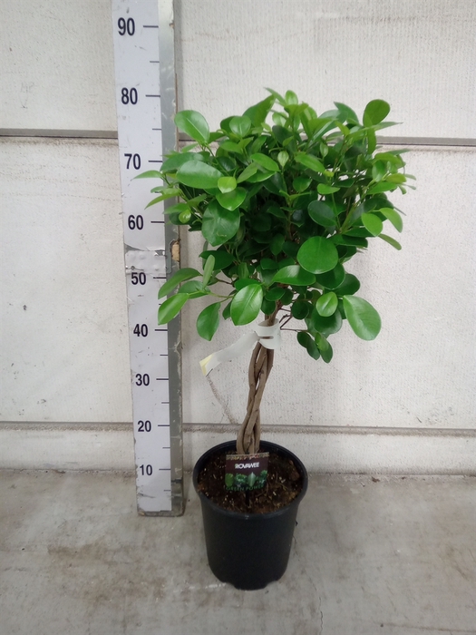 <h4>Ficus microcarpa 'Moclame'</h4>