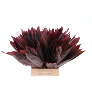 Cordyline Ivory Red Top