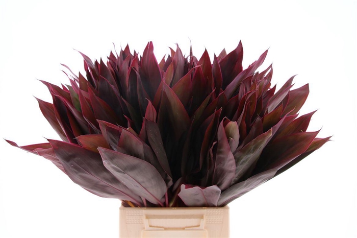 <h4>Cordyline Ivory Red Top</h4>