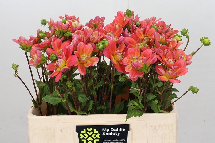 <h4>Dahlia Morning Glory</h4>
