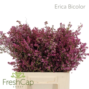 Erica Bicolor