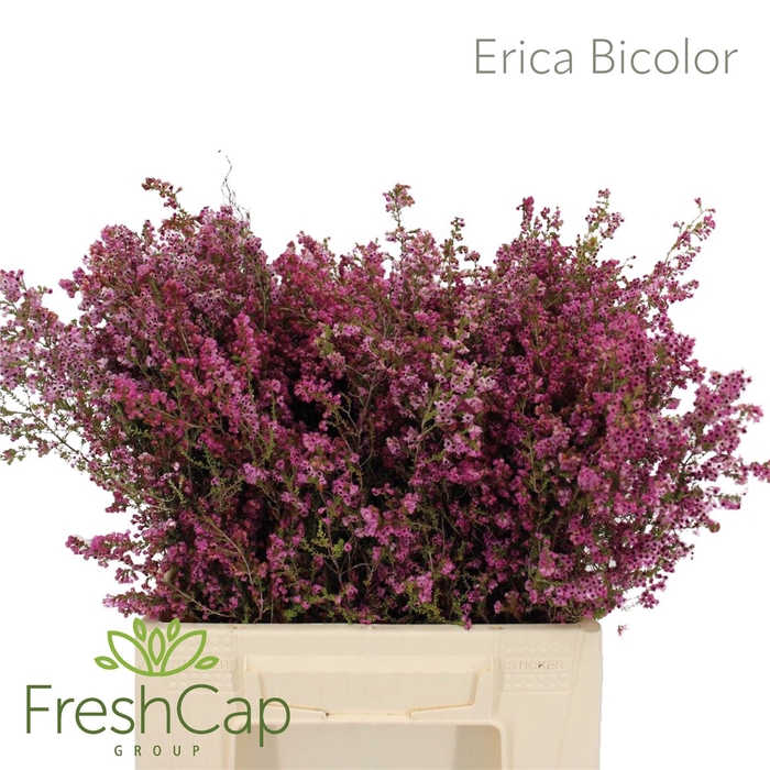 <h4>Erica Bicolor</h4>