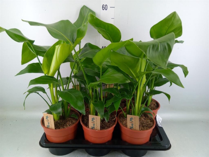 <h4>Strelitzia nicolai</h4>