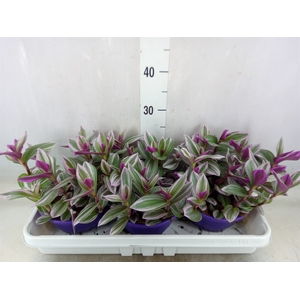 Tradescantia albif. 'Nanouk'