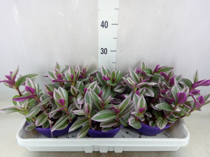 <h4>Tradescantia albif. 'Nanouk'</h4>