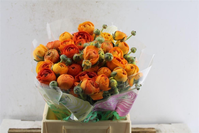 <h4>Ran El Orange</h4>