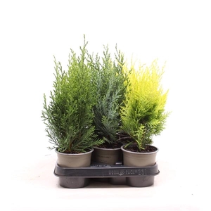 Chamaecyparis gemengde bak