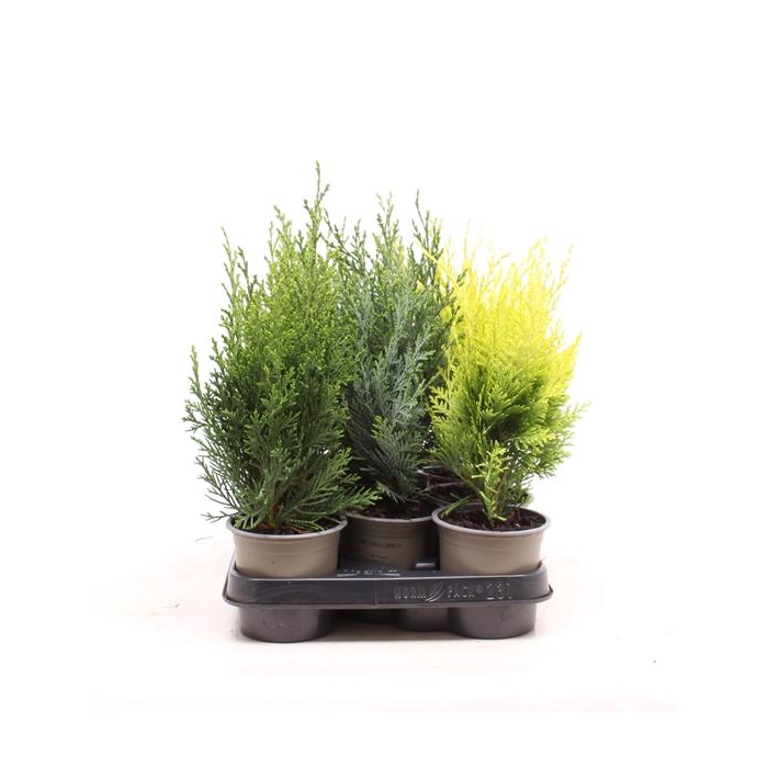 <h4>Chamaecyparis gemengde bak</h4>