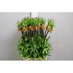 Fritillaria Orange Sweet