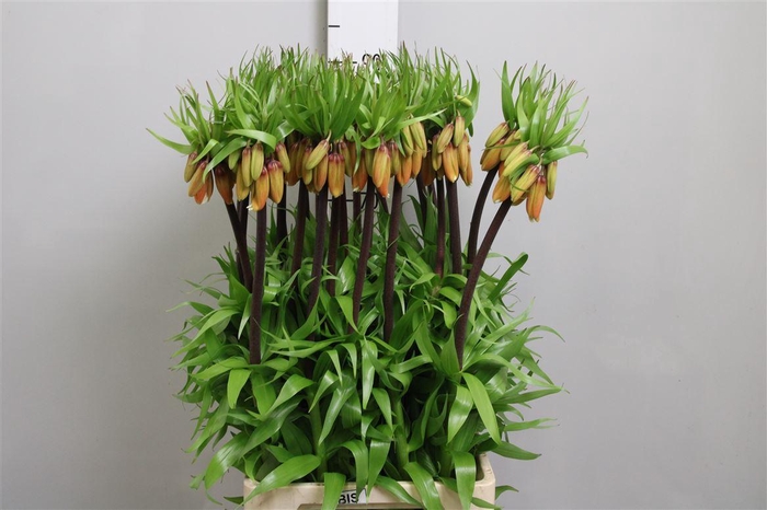 <h4>Fritillaria Orange Sweet</h4>