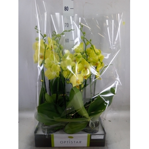 Phalaenopsis  'Ant Ferrara'