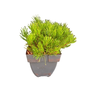 Pinus mugo mughus P17