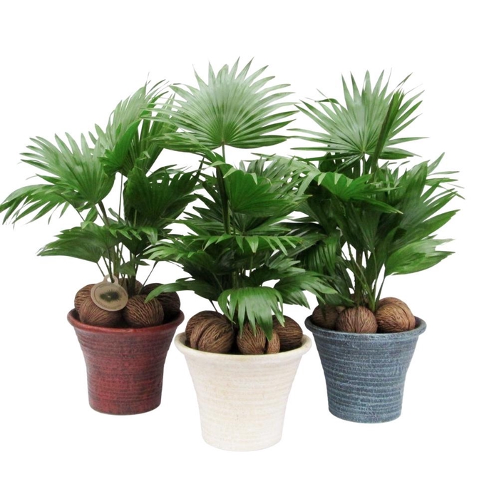 <h4>Livistona rotundifolia</h4>