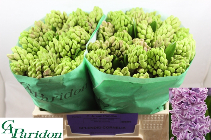 <h4>HYAC SPLEND CORNELIA</h4>