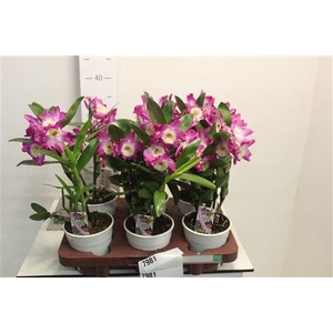 Dend Nobile 1-2 Branches