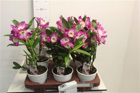 <h4>Dend Nobile 1-2 Branches</h4>