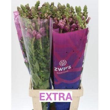 <h4>ANTIR PO LAVENDER</h4>