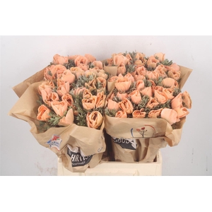 Anemone Powder Orange