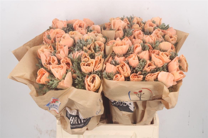 <h4>Anemone Powder Orange</h4>