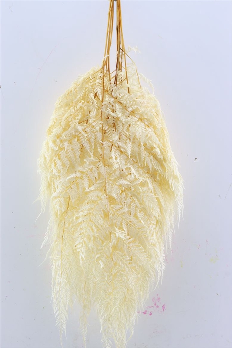 <h4>Pres Leatherfern Lvs 10pc Bleached</h4>