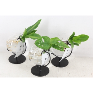 Arr3 Vde - Glas Victoria