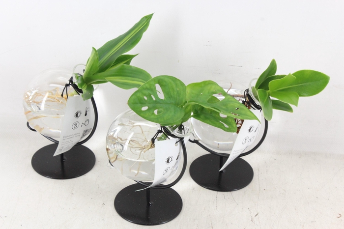 <h4>arr3 VDE - Glas Victoria</h4>