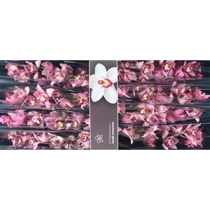 Cymb Tak Martine x 8