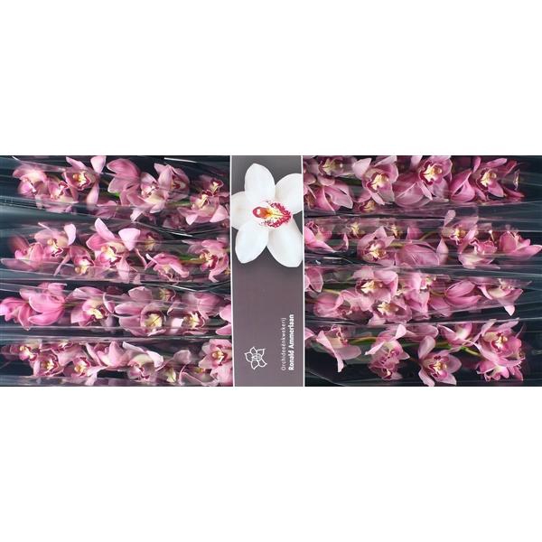 <h4>Cymb Tak Martine x 8</h4>