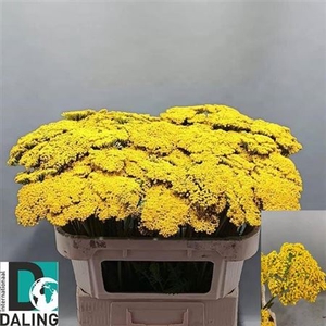 Achillea F Park Variety