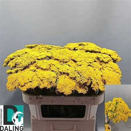 <h4>Achillea F Park Variety</h4>