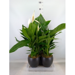 Spathiphyllum  'Bingo Cupido'