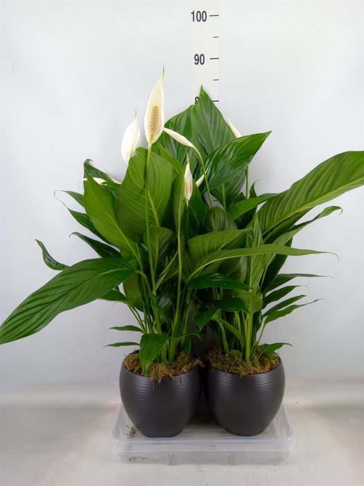 <h4>Spathiphyllum  'Bingo Cupido'</h4>