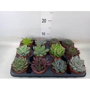 Echeveria   ...mix
