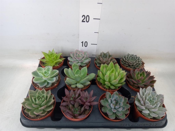 <h4>Echeveria   ...mix</h4>
