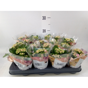 Kalanchoe blos. 'RosDon Alano'