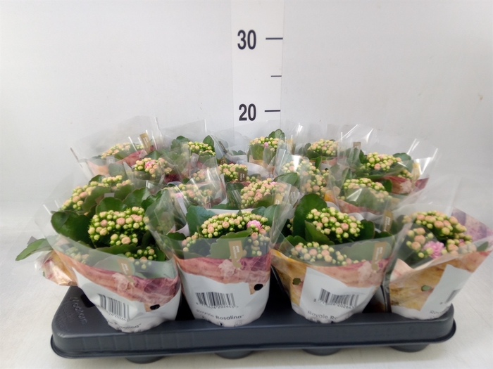 <h4>Kalanchoe blos. 'RosDon Alano'</h4>