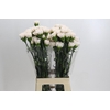 Dianthus St Brut