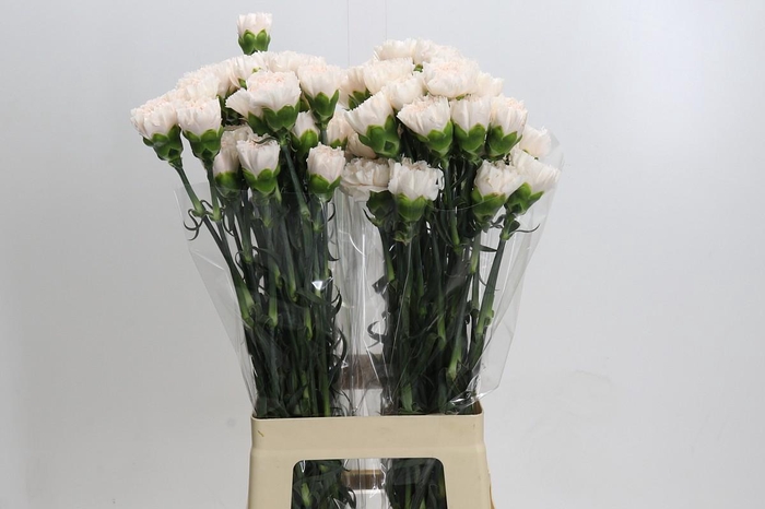 <h4>Dianthus St Brut</h4>