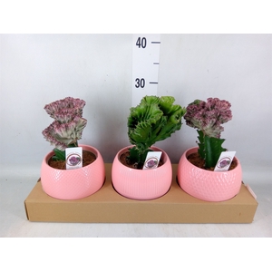 Euphorbia   ...mix