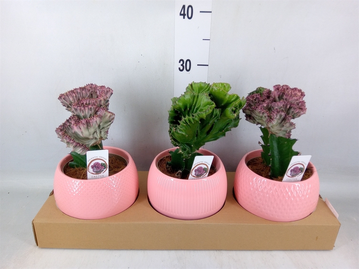 <h4>Euphorbia   ...mix</h4>