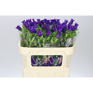 Campanula M Champ Blue