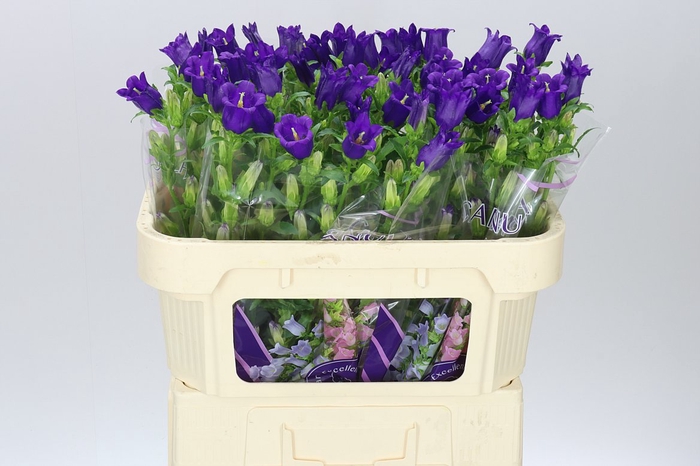 <h4>Campanula M Champ Blue</h4>
