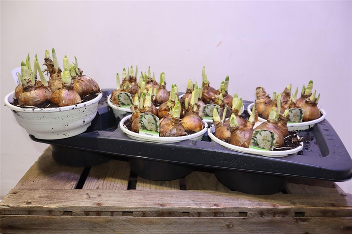 <h4>Narc D Bridal Crown</h4>